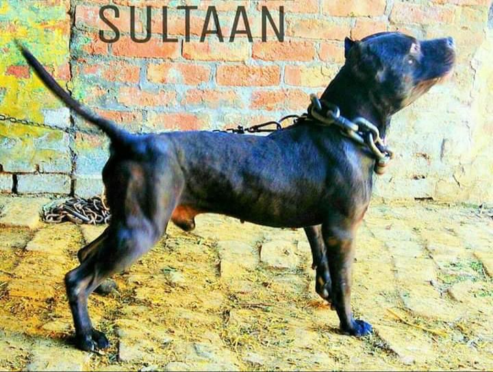 Photo of the dog