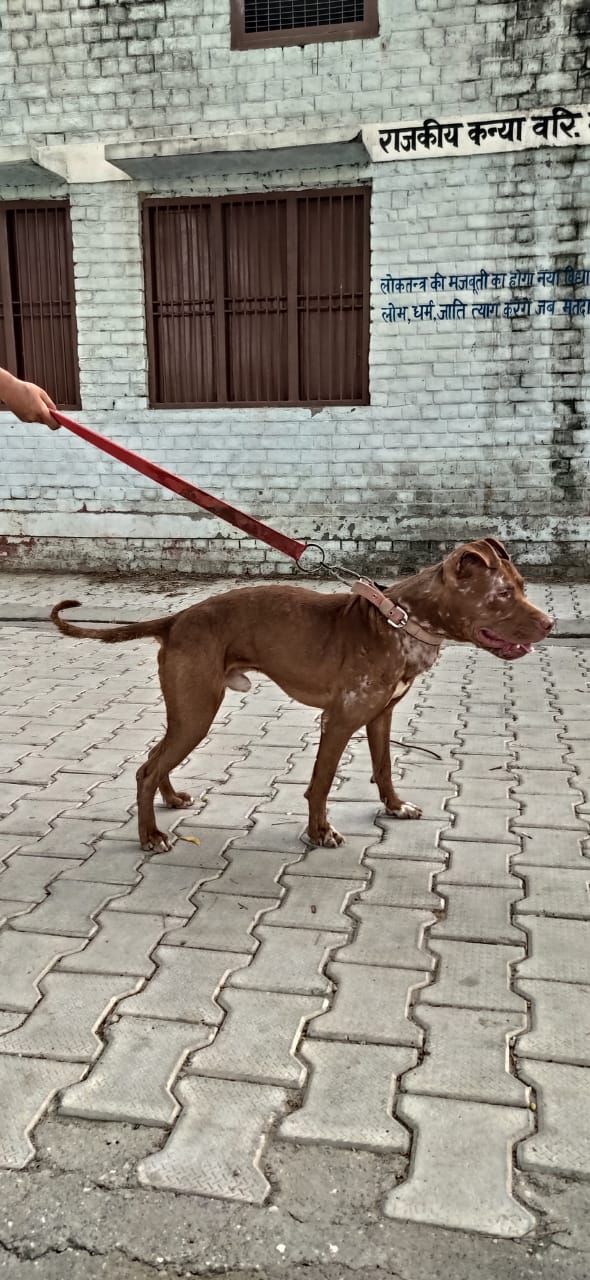 Photo of the dog