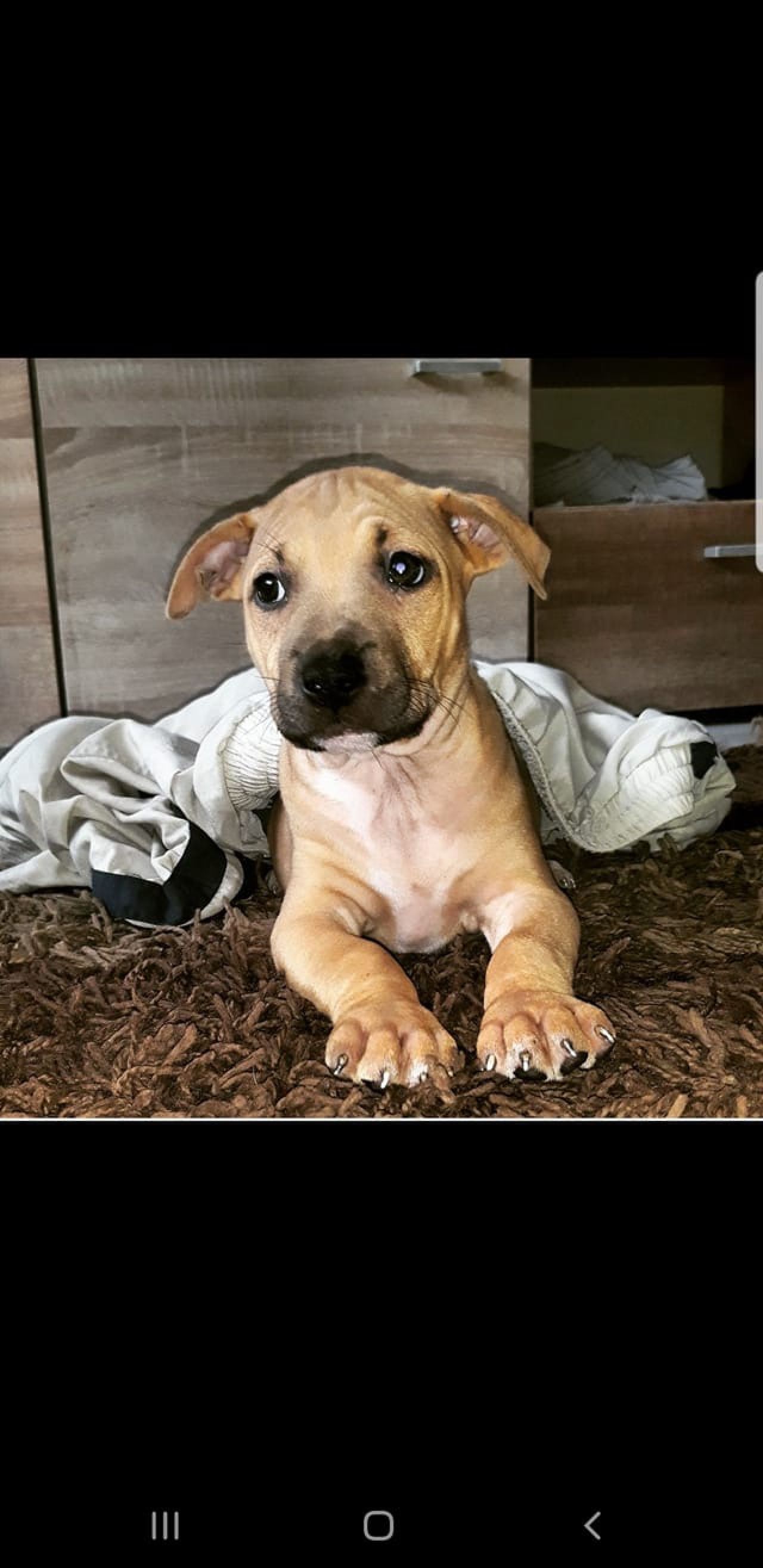 Photo of the dog