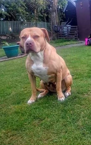 Photo of the dog