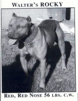 Photo of the dog