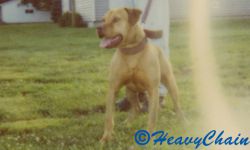 Photo of the dog