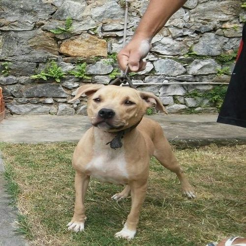 Photo of the dog