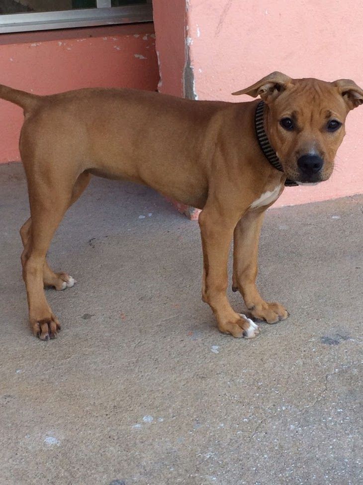 Photo of the dog
