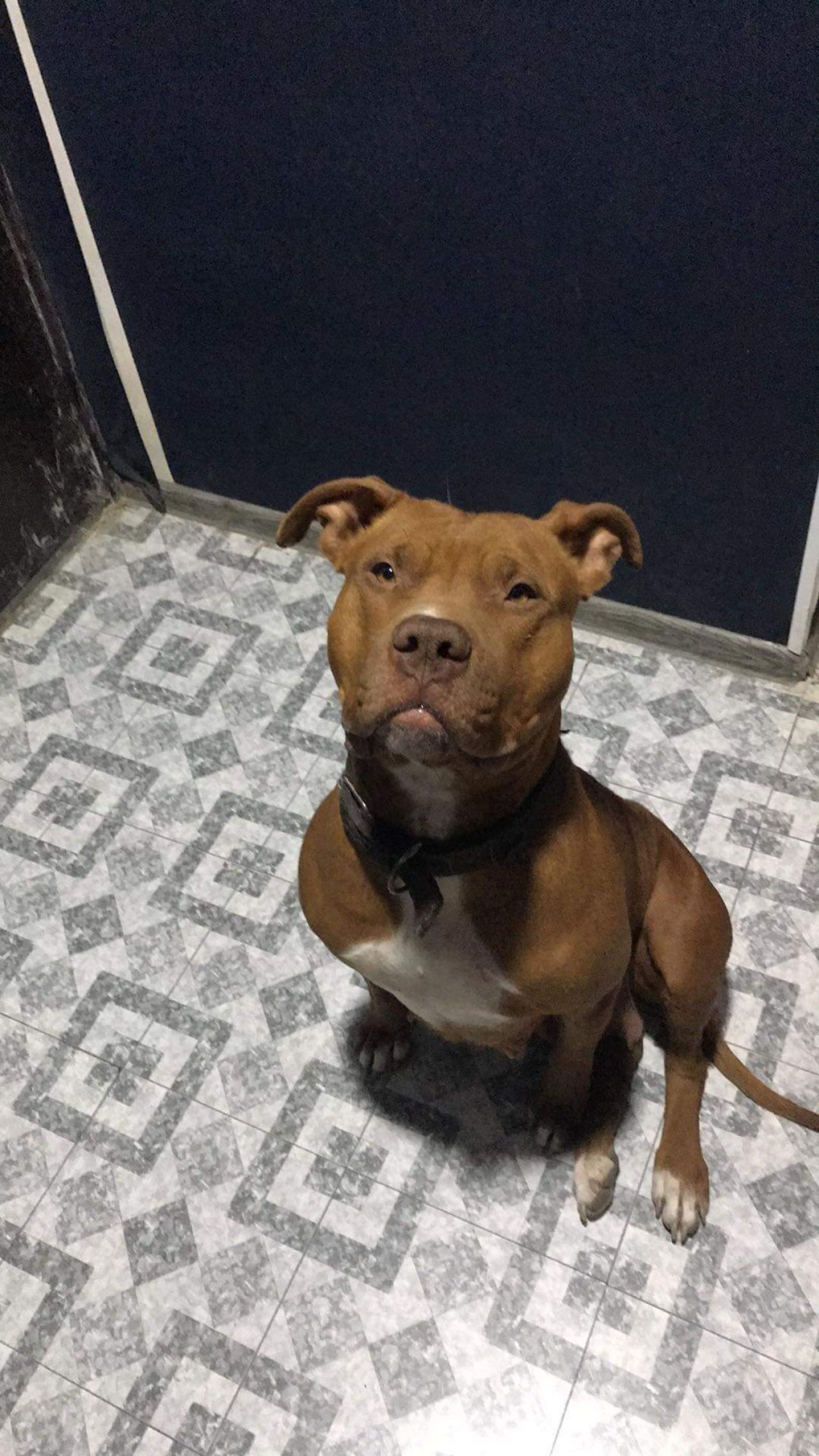 Photo of the dog