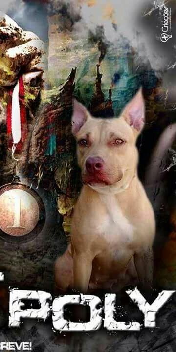 Photo of the dog