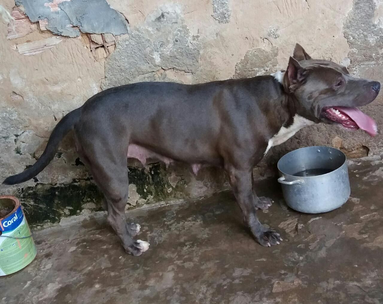 Photo of the dog