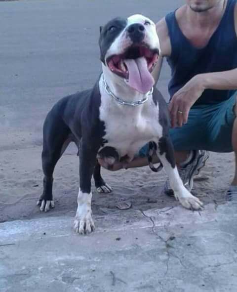 Photo of the dog