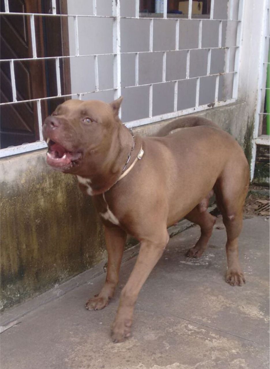 Photo of the dog