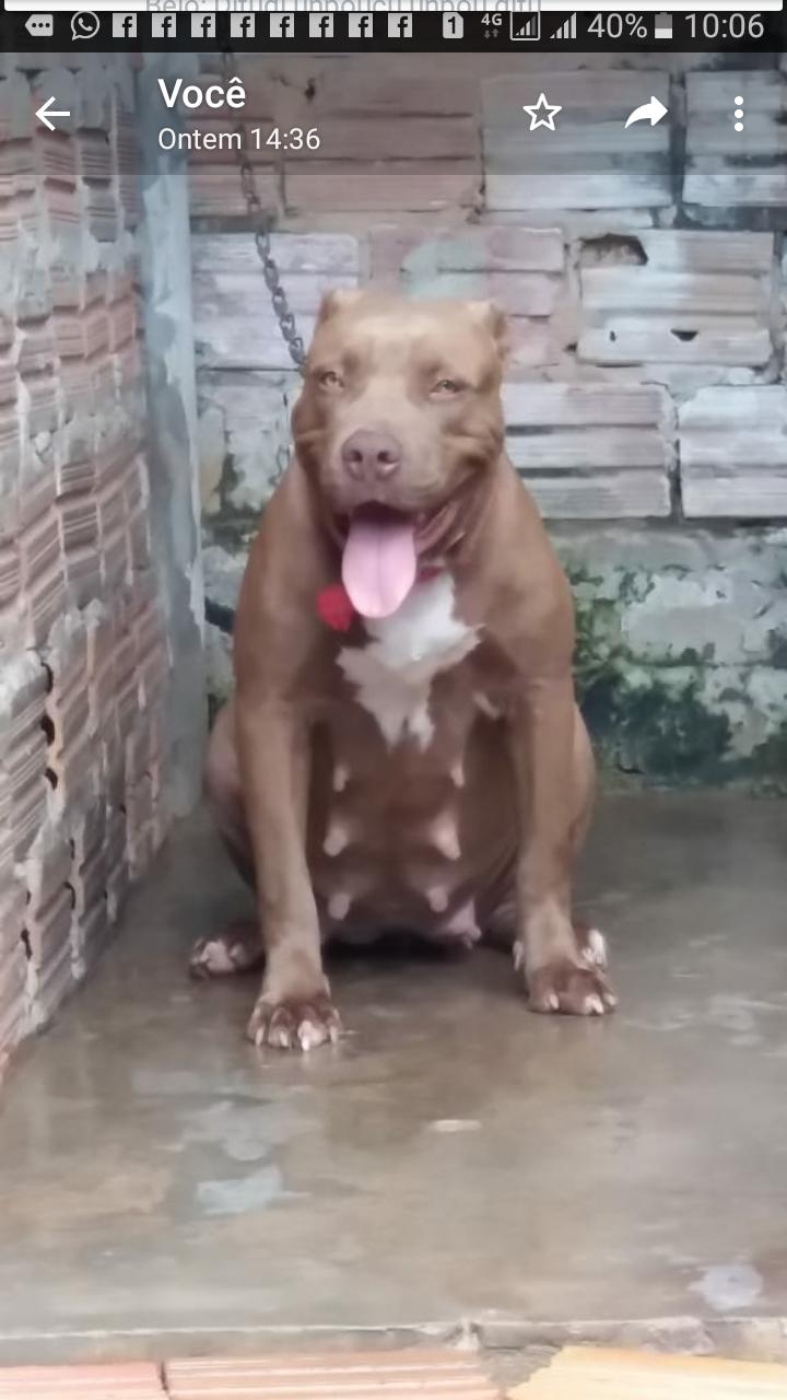 Photo of the dog