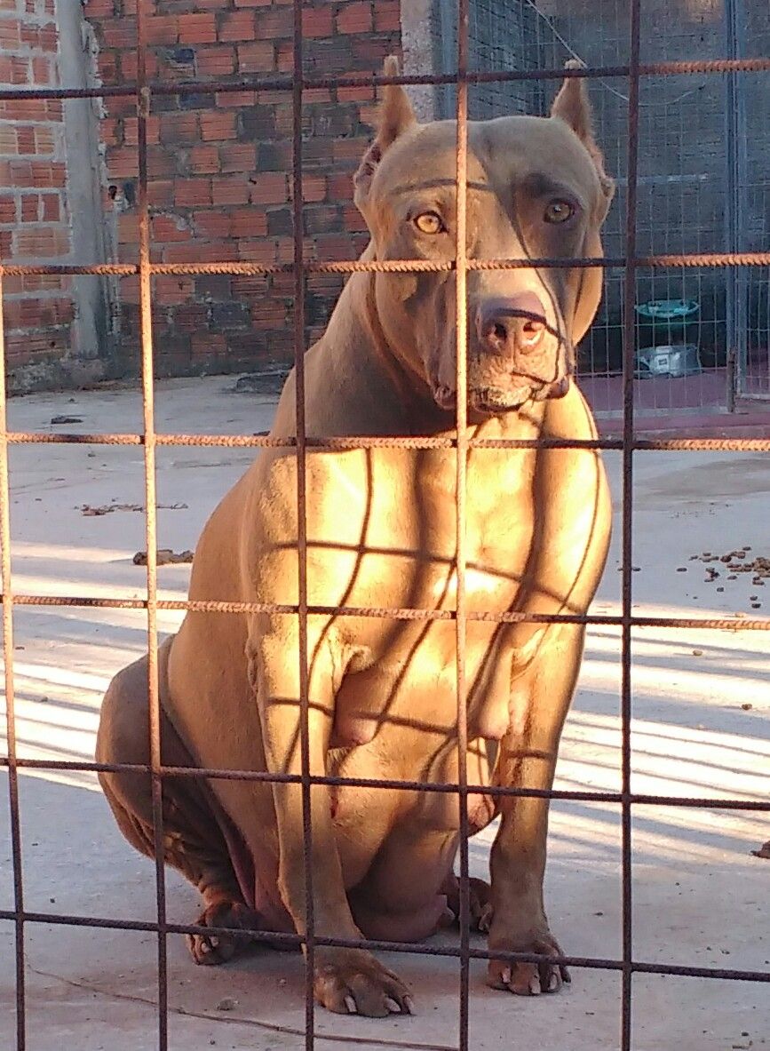Photo of the dog