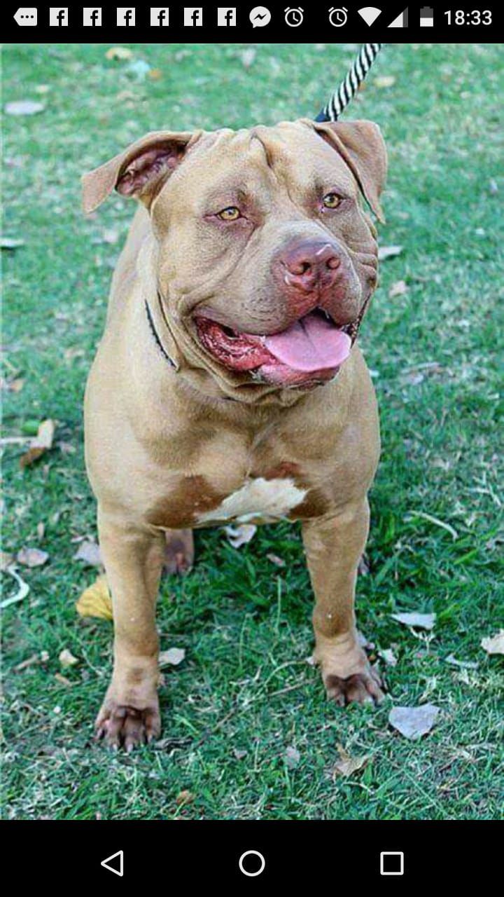 Photo of the dog