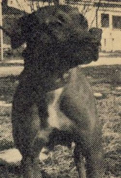 Photo of the dog