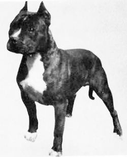 Photo of the dog