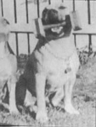 Photo of the dog