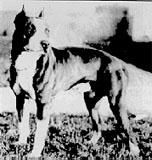 Photo of the dog