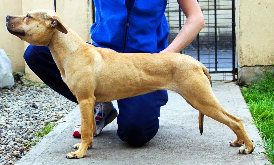 Photo of the dog
