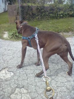 Photo of the dog