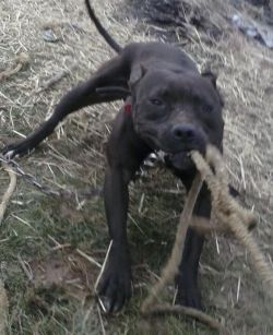 Photo of the dog