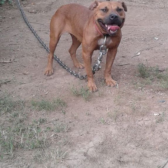 Photo of the dog