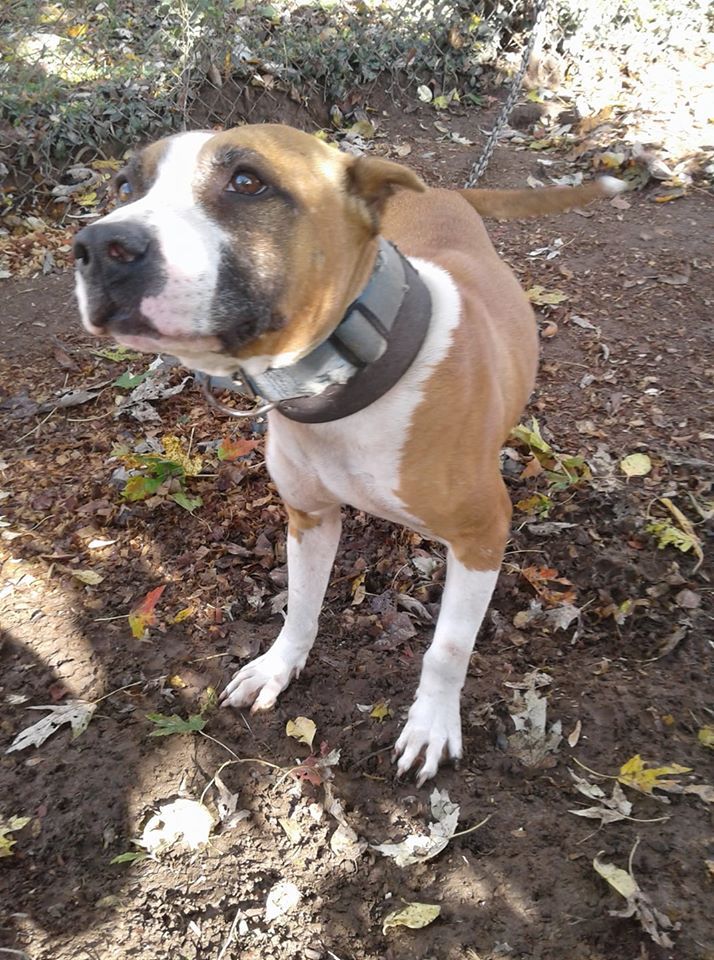 Photo of the dog