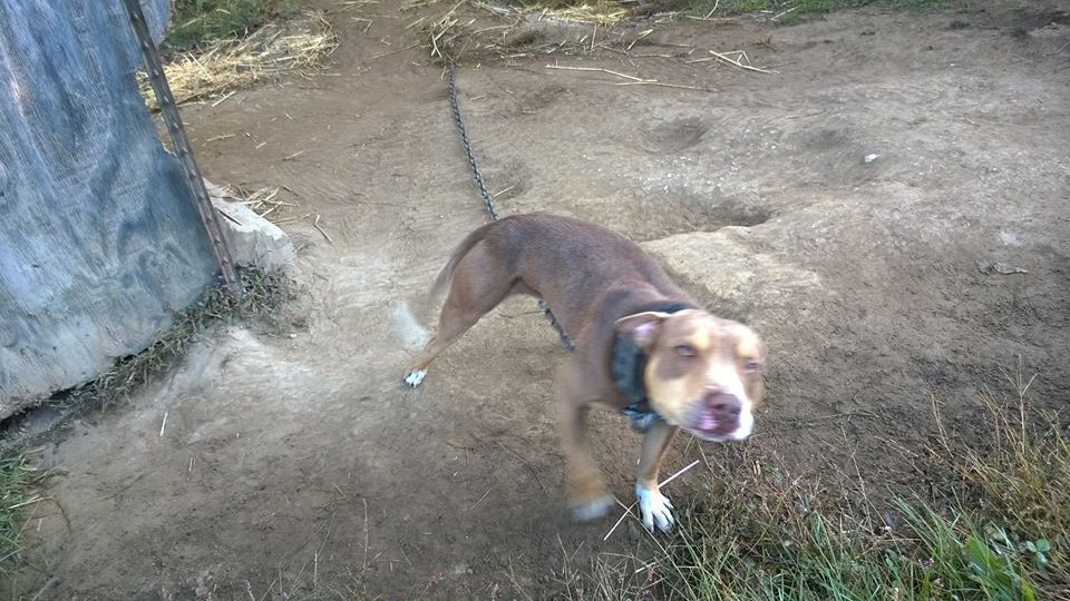 Photo of the dog