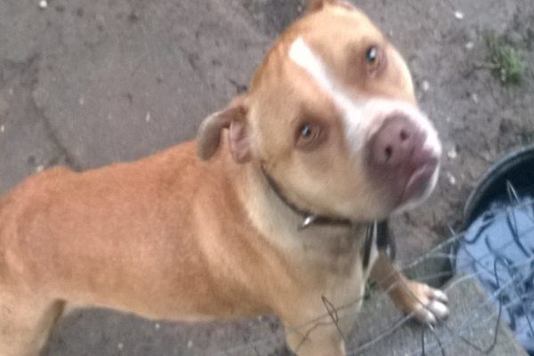 Photo of the dog