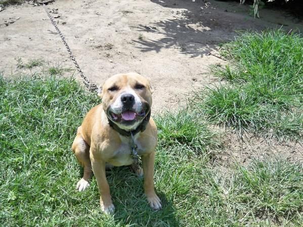 Photo of the dog