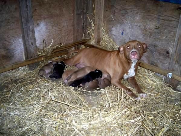 Photo of the dog