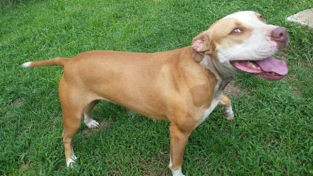 Photo of the dog