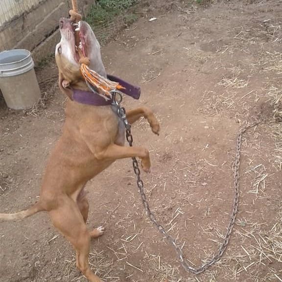 Photo of the dog