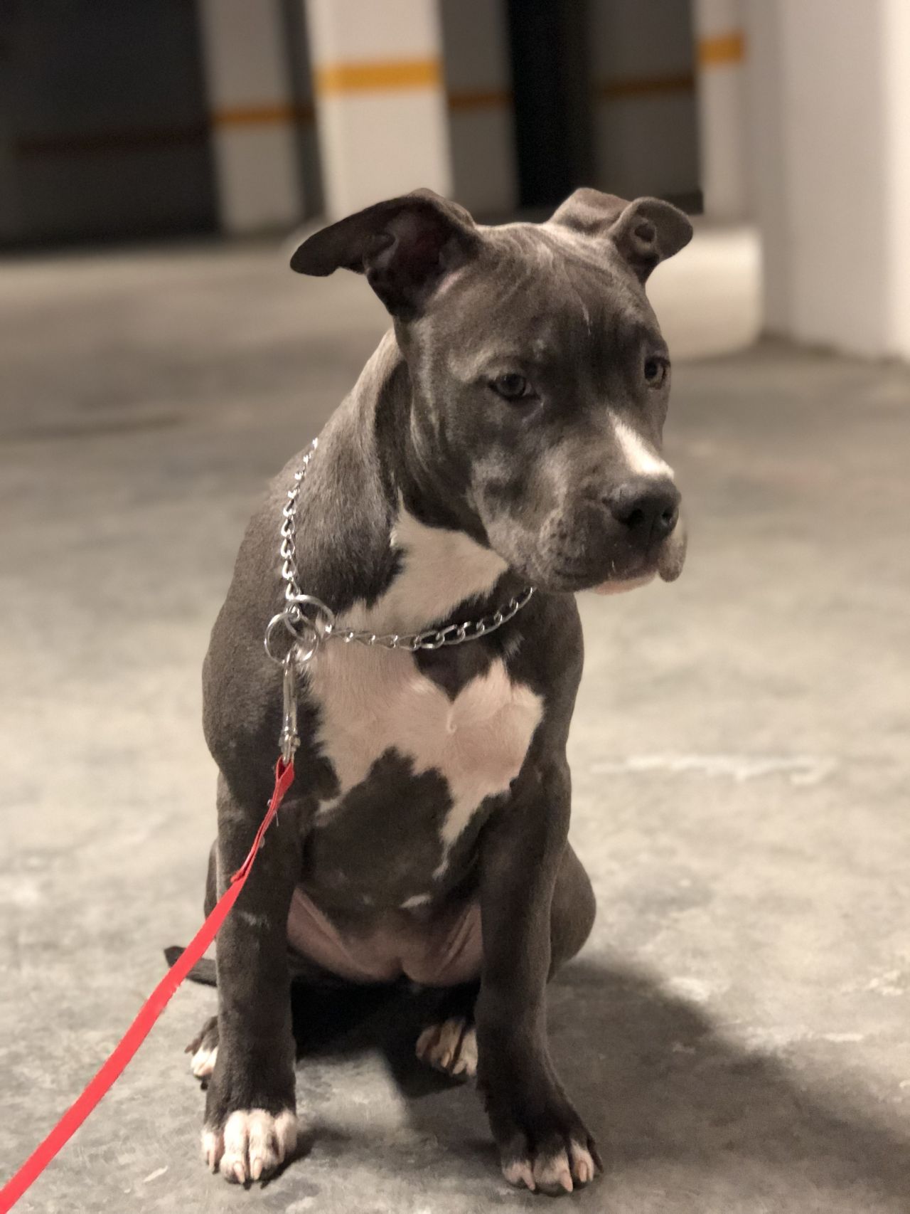 Photo of the dog