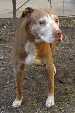 Photo of the dog