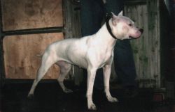 Photo of the dog