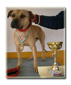 Photo of the dog