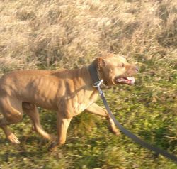 Photo of the dog