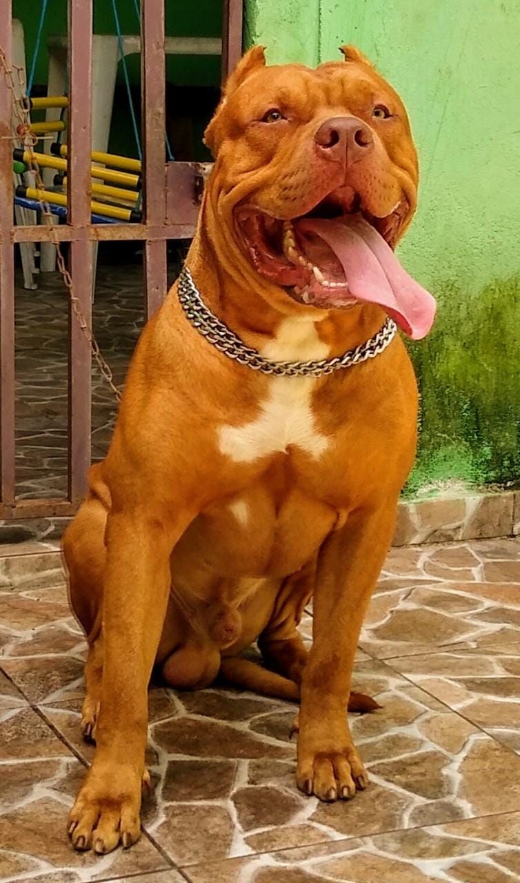 Photo of the dog