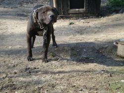 Photo of the dog