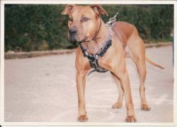 Photo of the dog