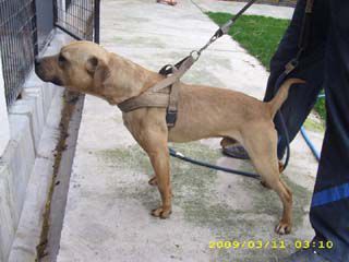Photo of the dog