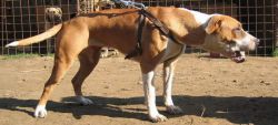 Photo of the dog