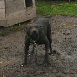 Photo of the dog