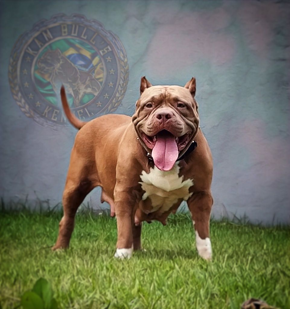 Photo of the dog