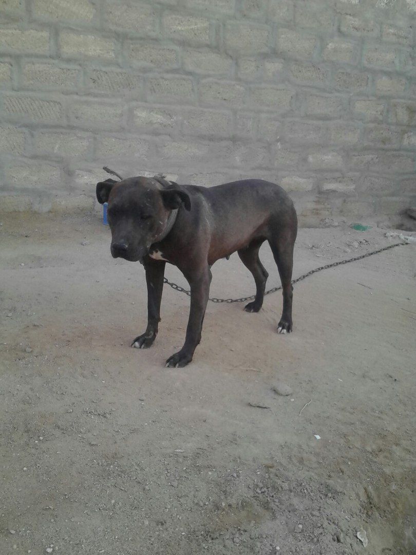 Photo of the dog