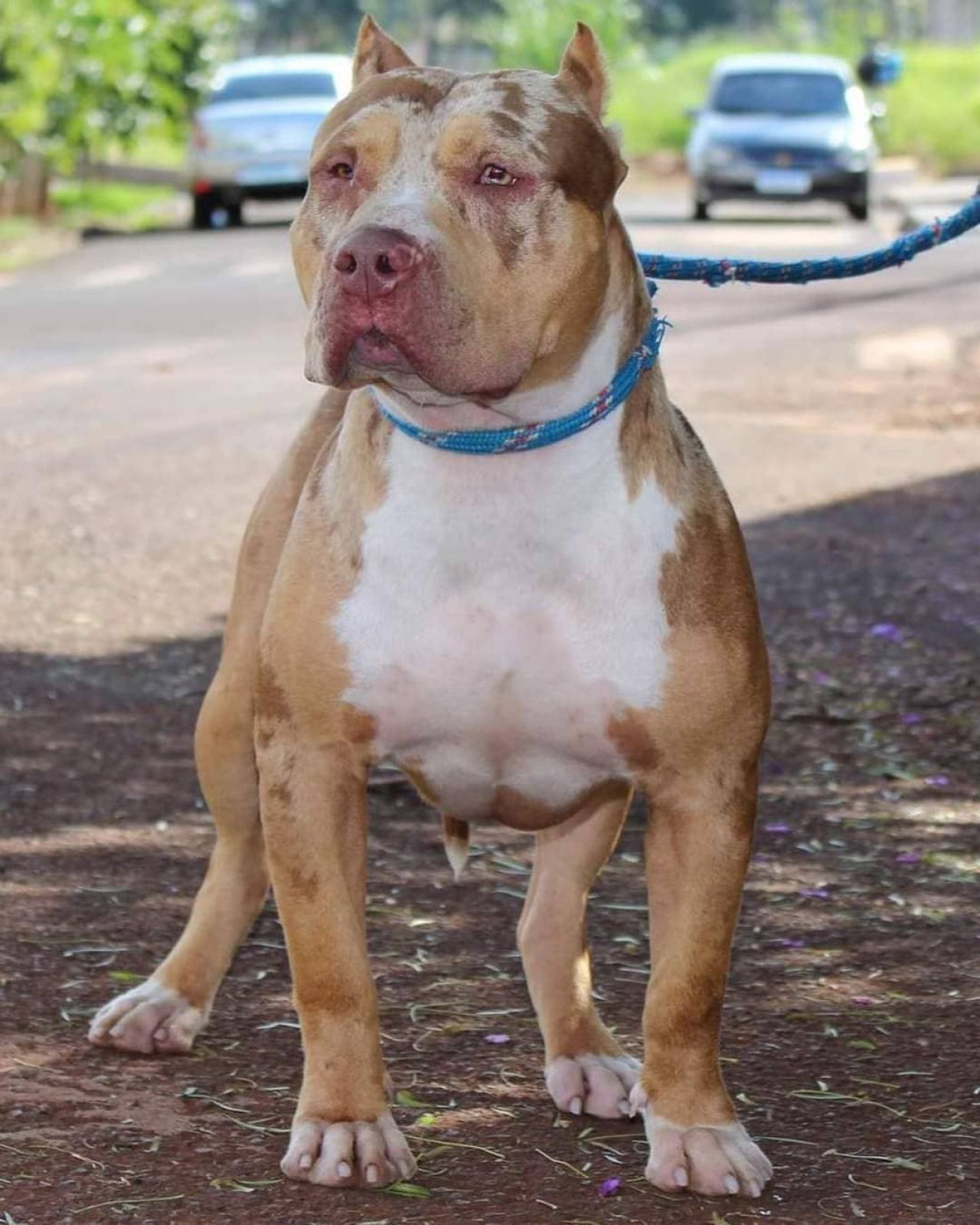 Photo of the dog