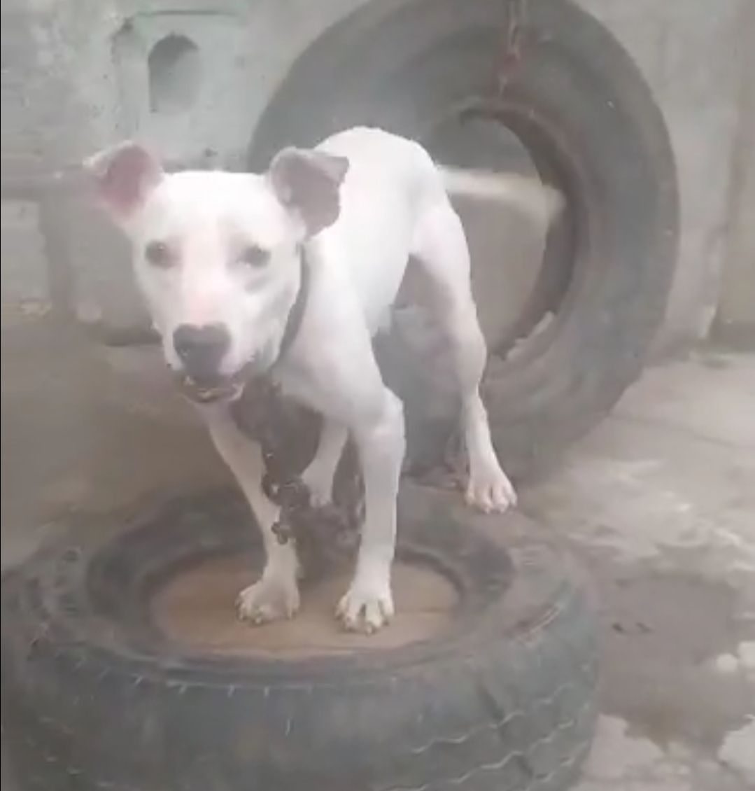 Photo of the dog