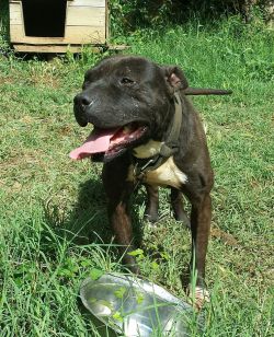 Photo of the dog