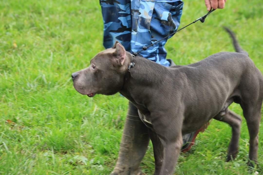 Photo of the dog