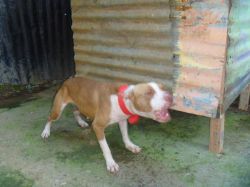Photo of the dog