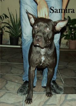 Photo of the dog